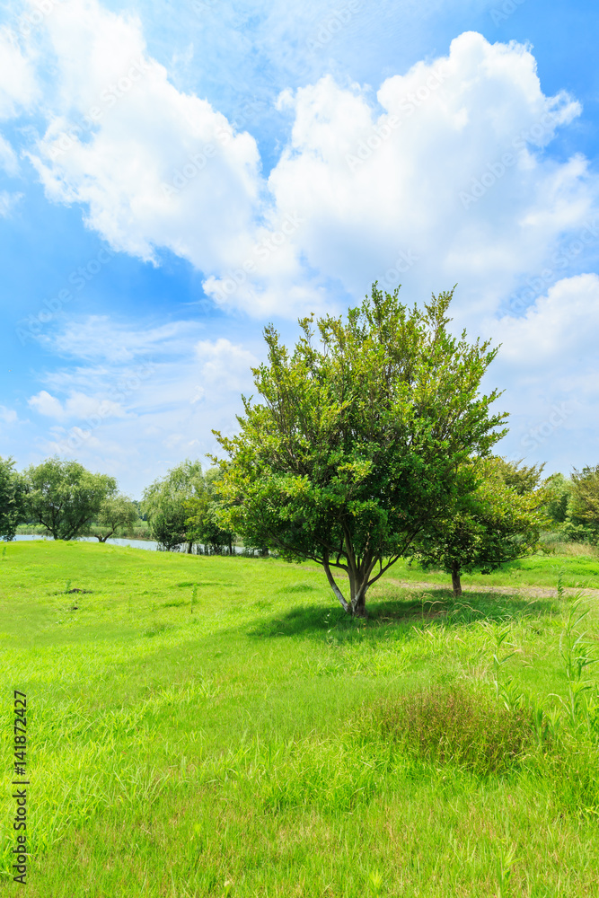 Green grass and sky in the summer