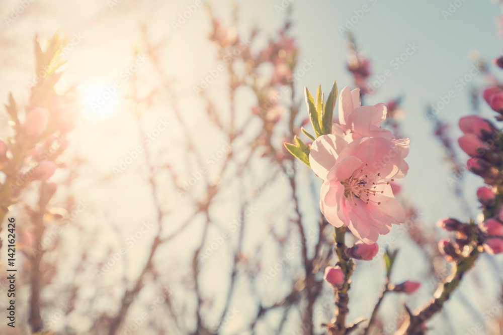 在阳光下开出粉红色花朵的开花树枝