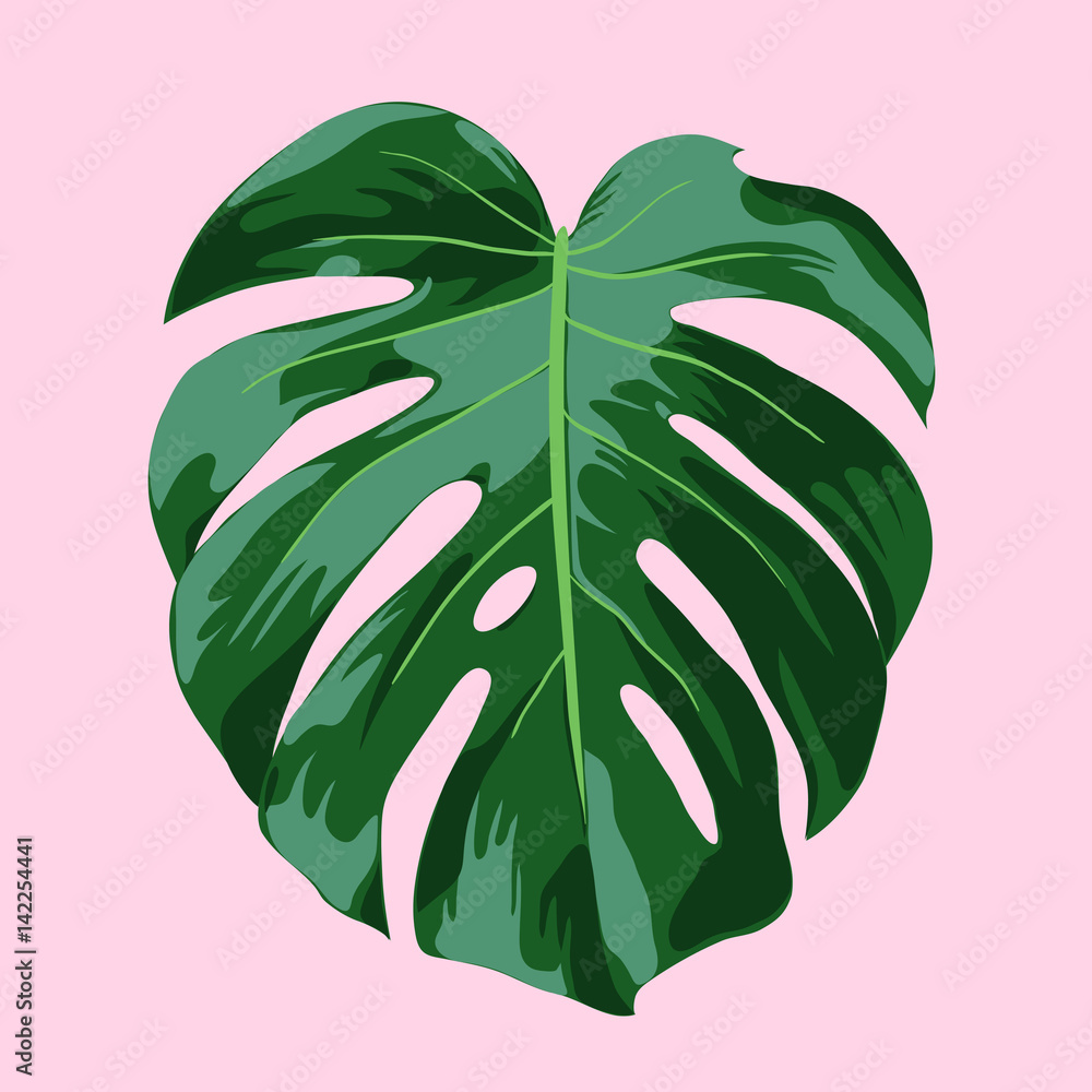 Monstera热带树叶插图