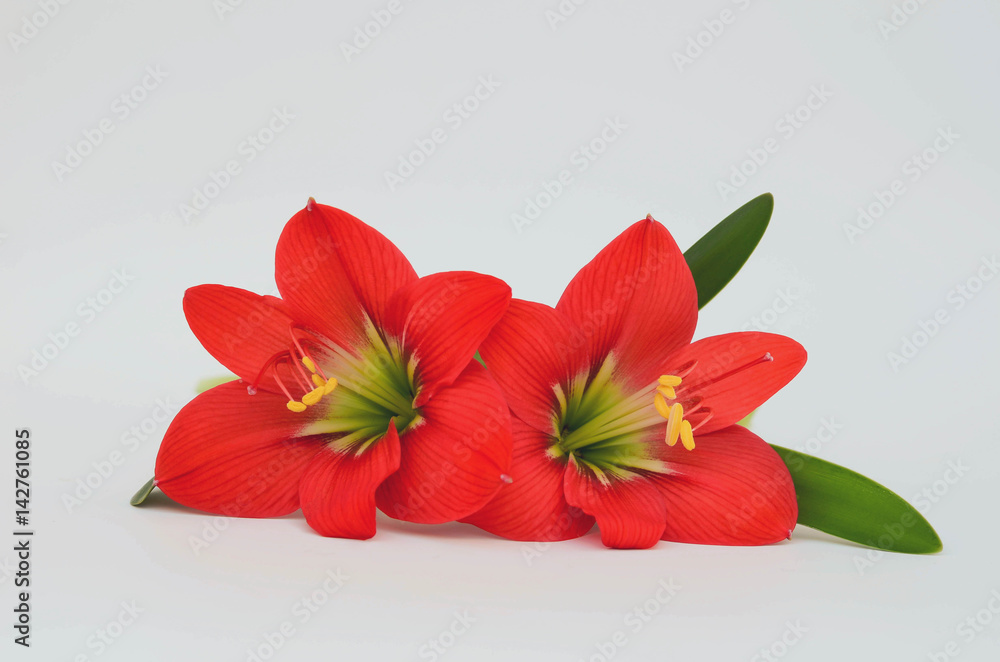 两朵红色野花。隔离在白色背景上