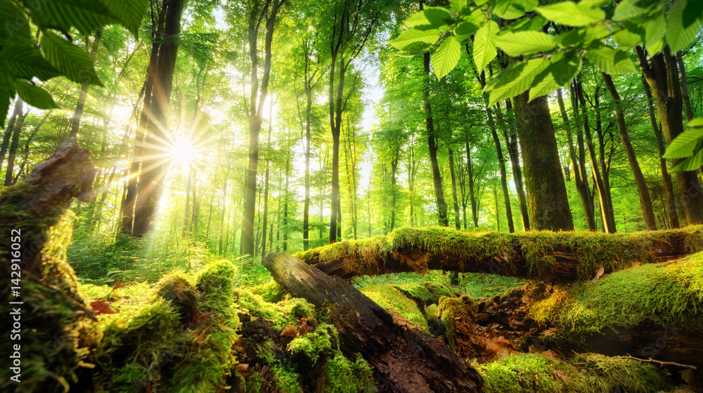 绿色的森林风景，阳光透过树叶投射出美丽的光线，森林中长满苔藓的木材