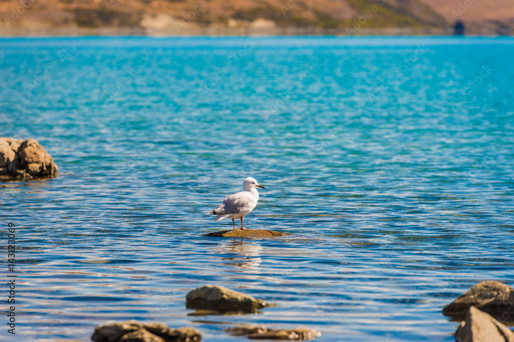 新西兰美丽的特卡波湖上的鸟