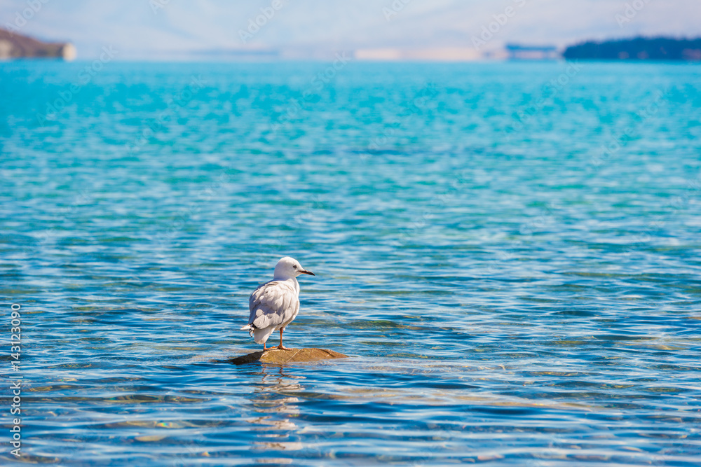 bird at Beautiful Lake Tekapo, NewZealand