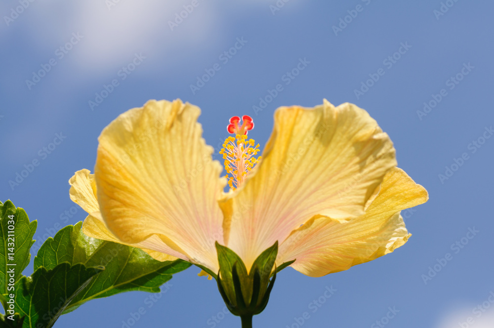 Yellow hibiscus flower on blue sky background
