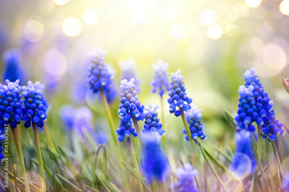 春天的麝香风信子花。春天的自然背景，蓝色的花朵特写