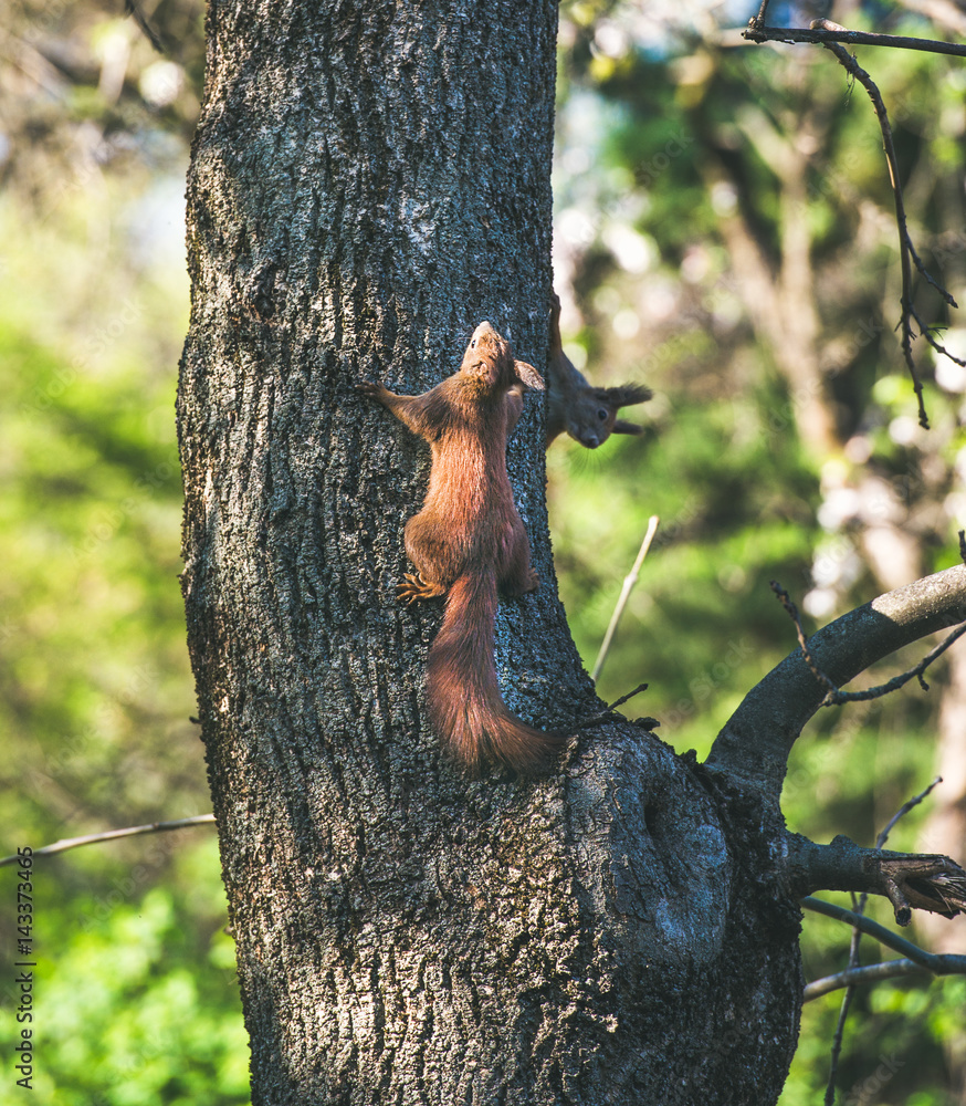 阳光明媚的春天，松鼠在匈牙利布达佩斯盖勒特山公园爬树干