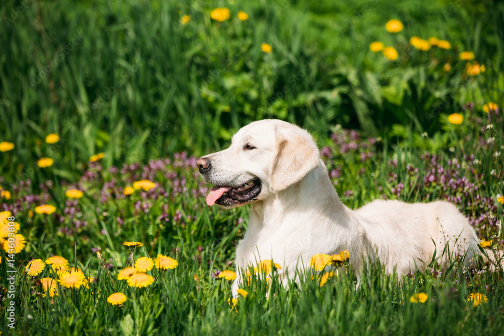 有趣的年轻快乐拉布拉多寻回犬，穿着黄色坐在草地上