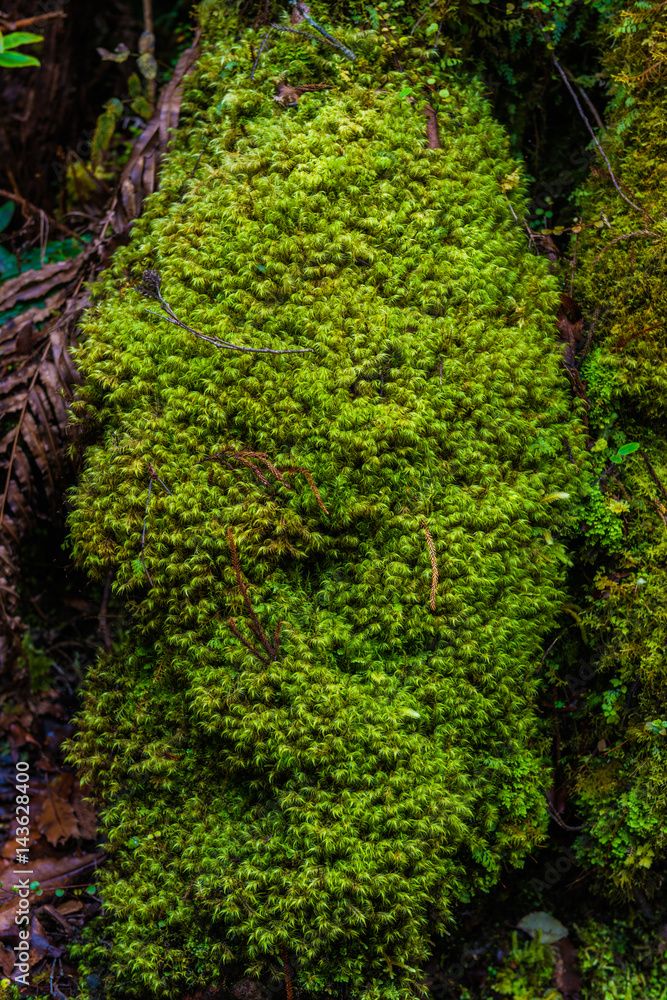 The trees in the humid tropical forest covered with moss