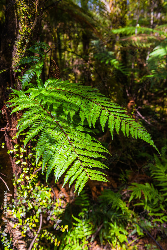 新西兰本土银树蕨类植物，在亚热带雨林中随风移动。银树F
