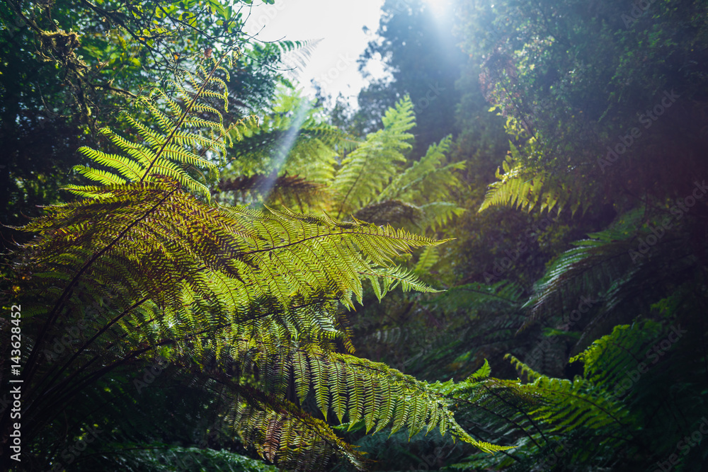 新西兰本土银树蕨类植物，在亚热带雨林中随风移动。银树F