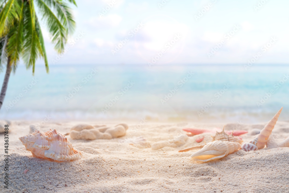海边夏季海滩，沙滩上有海星、贝壳、珊瑚，背景模糊。总和的概念
