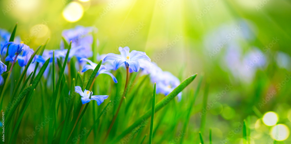雪花飘落春花。美丽的蓝色春天复活节假期背景