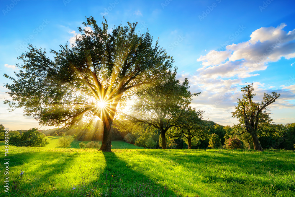 阳光透过绿色草地上的一棵树照射进来，这是一片充满活力的乡村景观，阳光前是蓝天