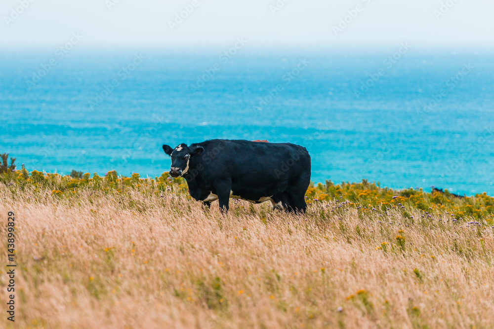 The cow is grazing in the mountains and the background is the ocean