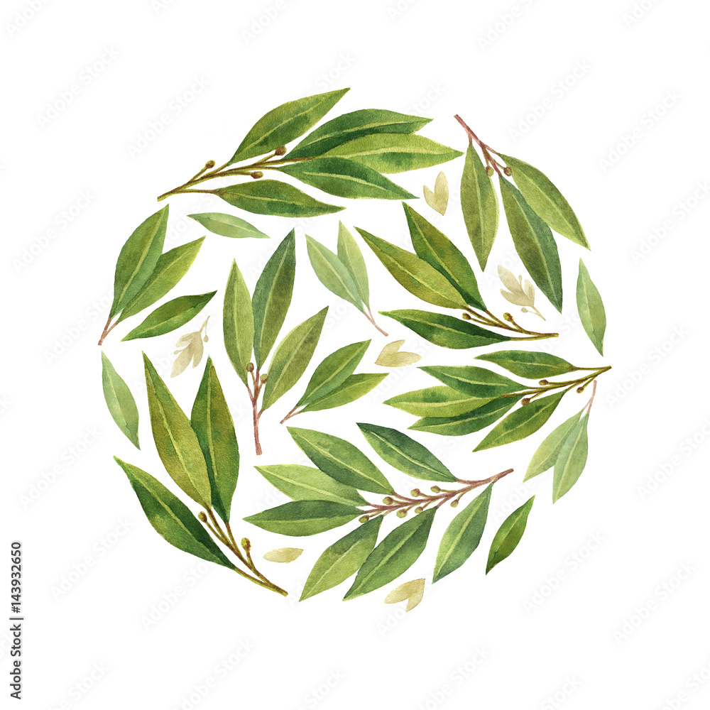 Watercolor Bay leaf isolated on white background.
