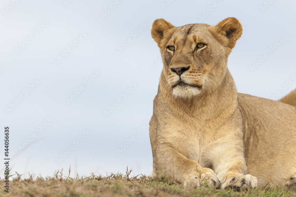 狮子（Panthera leo）。夸祖鲁-纳塔尔。南非