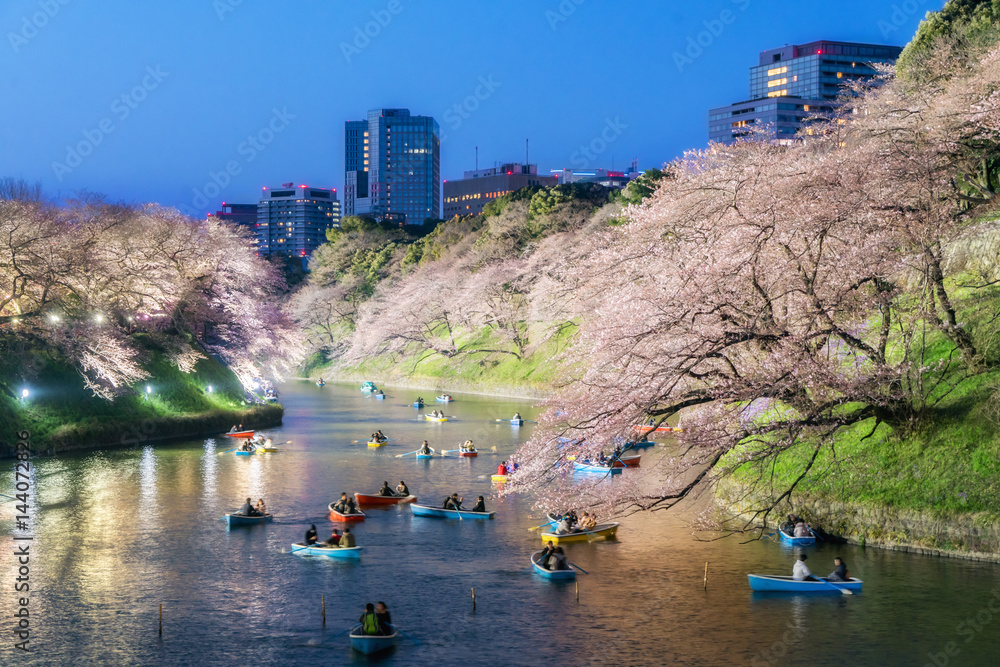 背景为日本东京樱花盛开的夜景。摄于东京都千户院