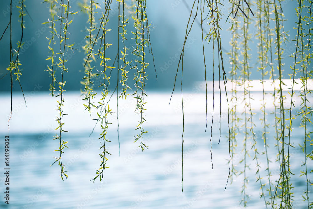 模糊的阳光湖上方的春季垂柳。使用了选择性聚焦。