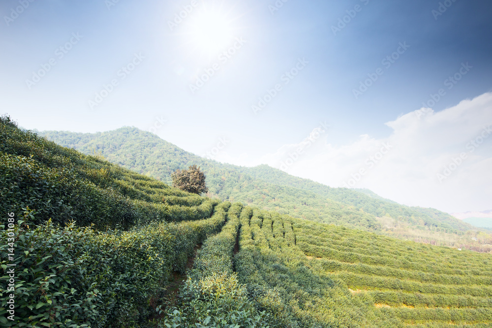 green tea plantation on hill