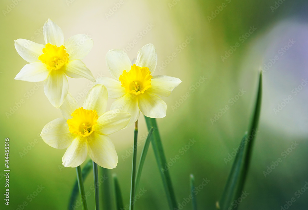 Three flower daffodils in spring outdoors in grass in the sun close-up on green blurred background. 