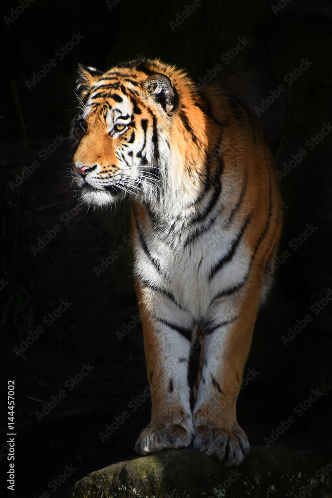 Siberian tiger looks out of the dark shadow