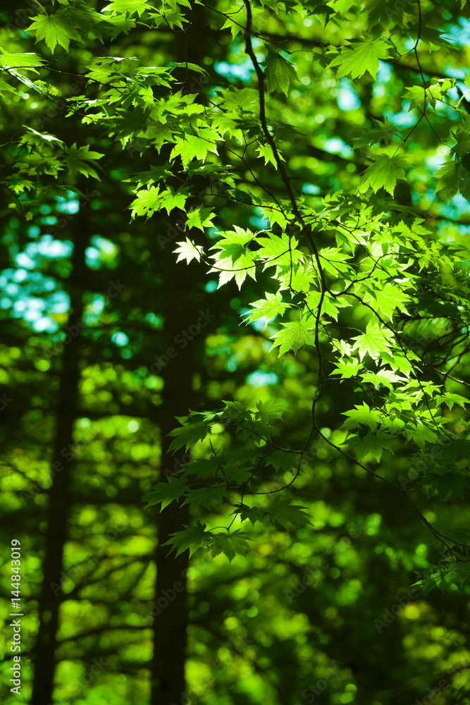 绿色枫叶森林背景