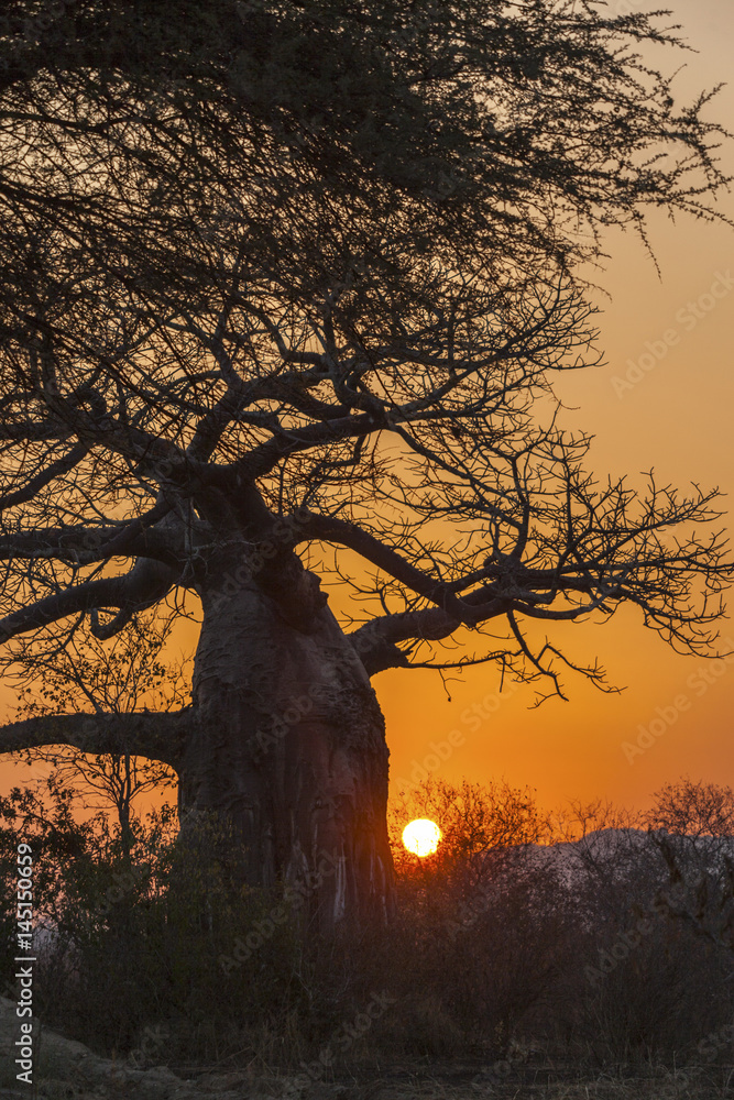 橙色天空下的猴面包树上的非洲日落