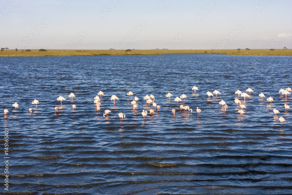 湖面上的一群火烈鸟。