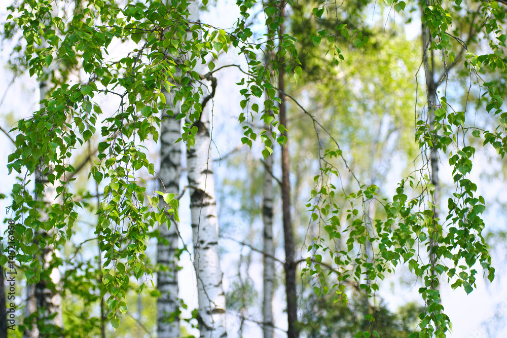 Young slim thin birch trees in the spring in the forest. Branches of birch trees with young juicy le