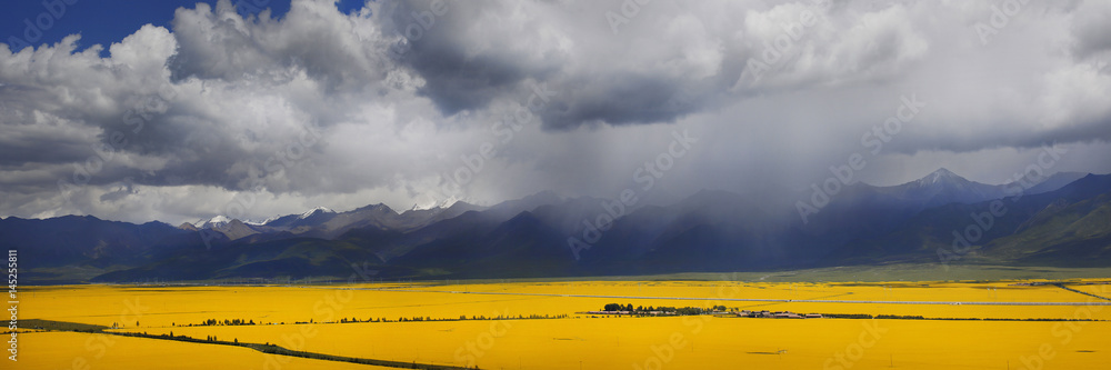 Panorama of the valley of yellow flowers