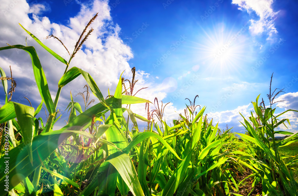Corn field with the bright sun, blue sky, white clouds and beautiful lens flare