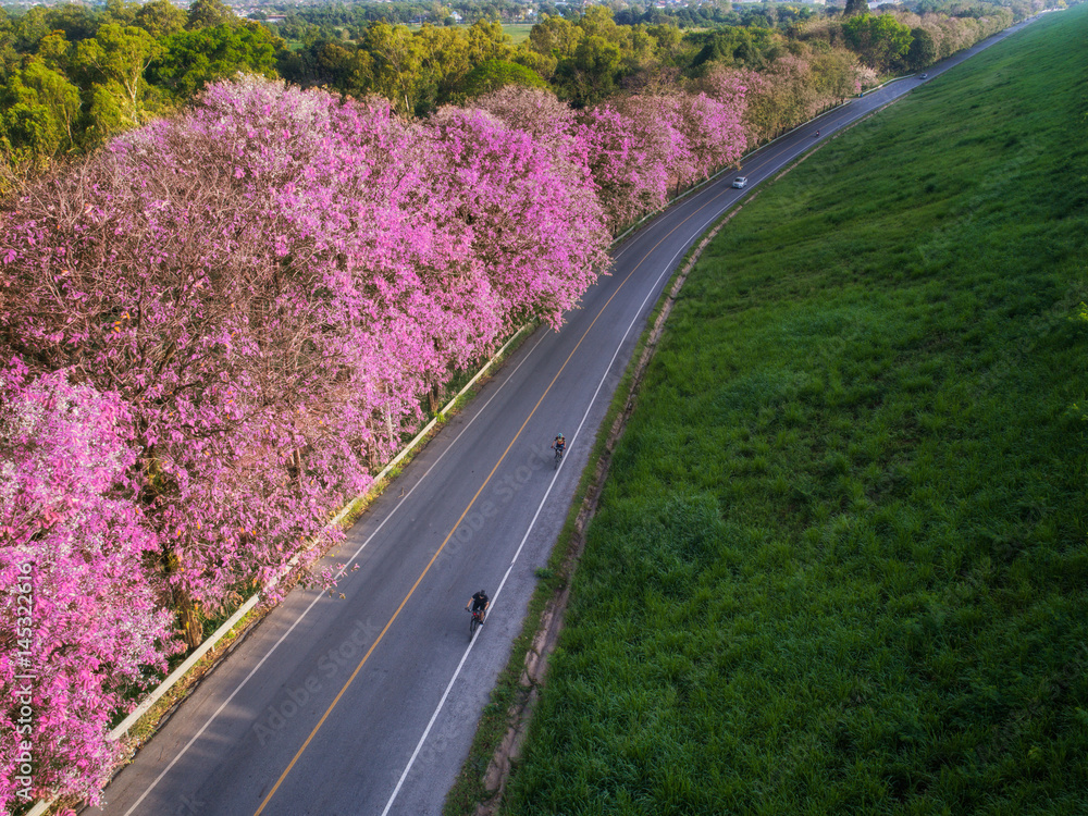 Bicycle road with pink flowe in Bangpra lake