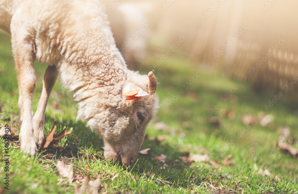 农场上的绵羊吃草老式过滤器