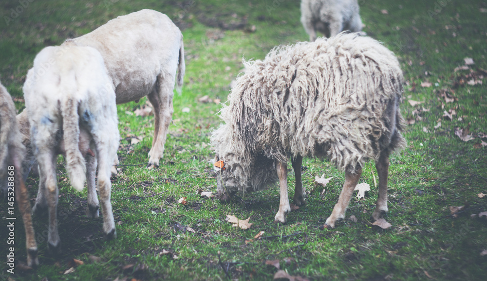 农场上的绵羊吃草复古滤镜