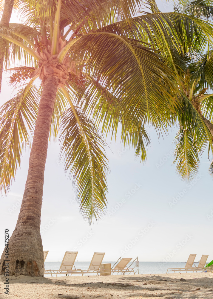 热带海滩，棕榈树和晴朗的天空