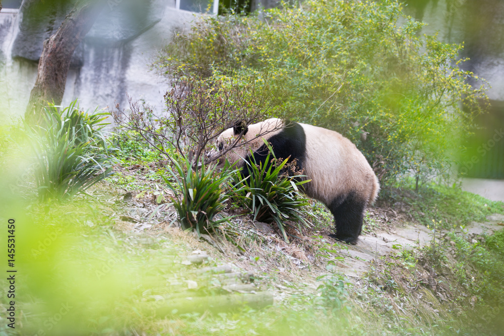 动物园里可爱的大熊猫
