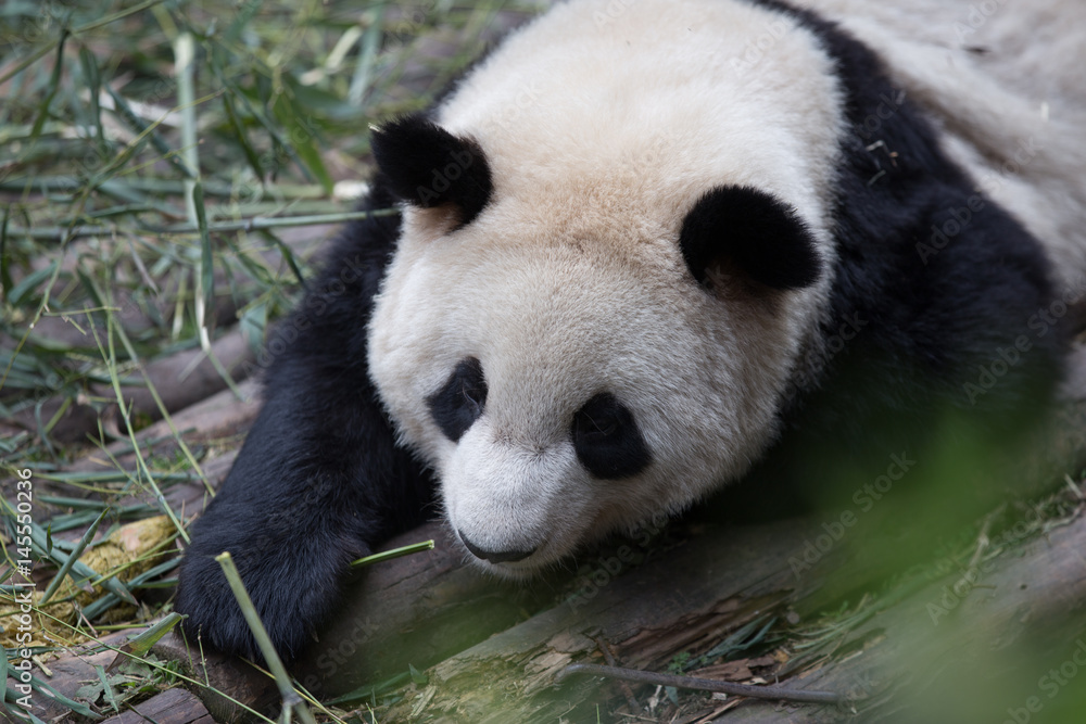 动物园里可爱的大熊猫