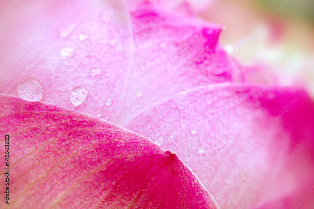 近距离选择性聚焦水滴在粉色莲花花瓣上
