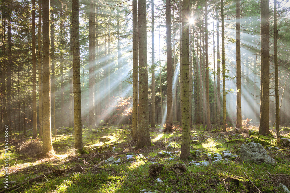 清晨的阳光照射在森林树木景观中。