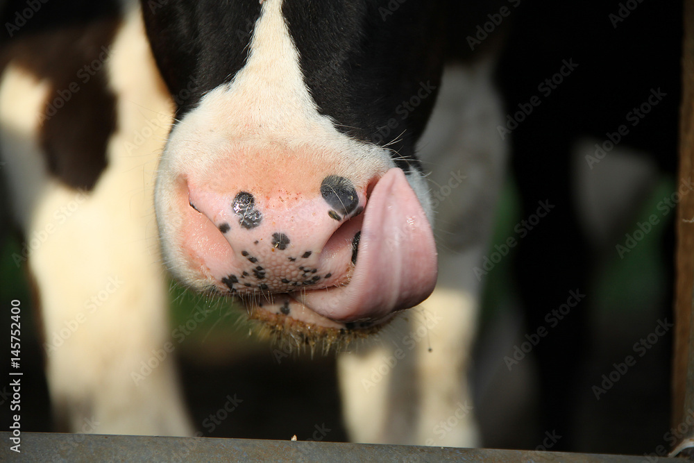 奶牛场的小牛鼻子和舌头