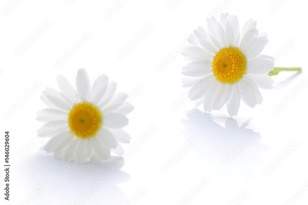 白色的日本北极花,2