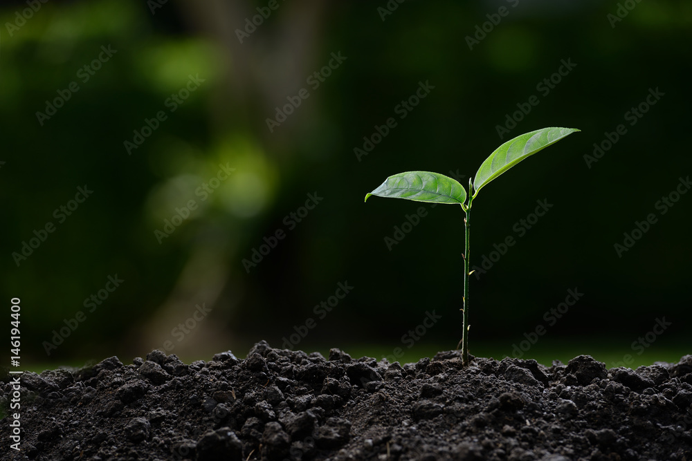 Young plant in the morning light on nature background