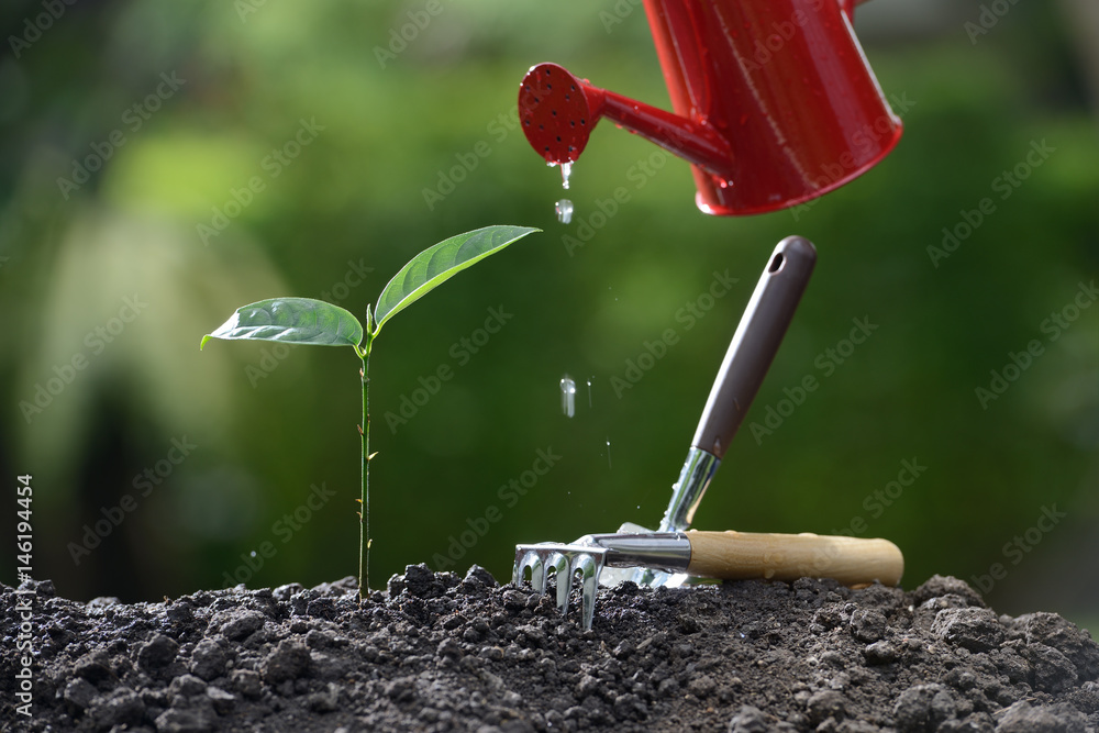 Sprout watered from a watering can on nature background