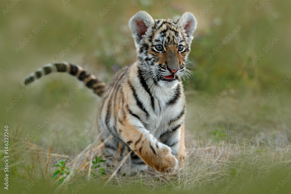 Cute tiger cub. Siberian tiger in grass. Amur tiger running in the meadow. Action wildlife summer sc