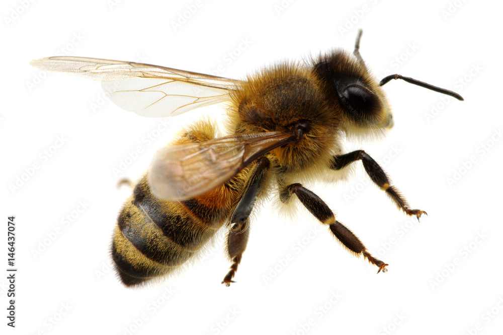 白色蜜蜂