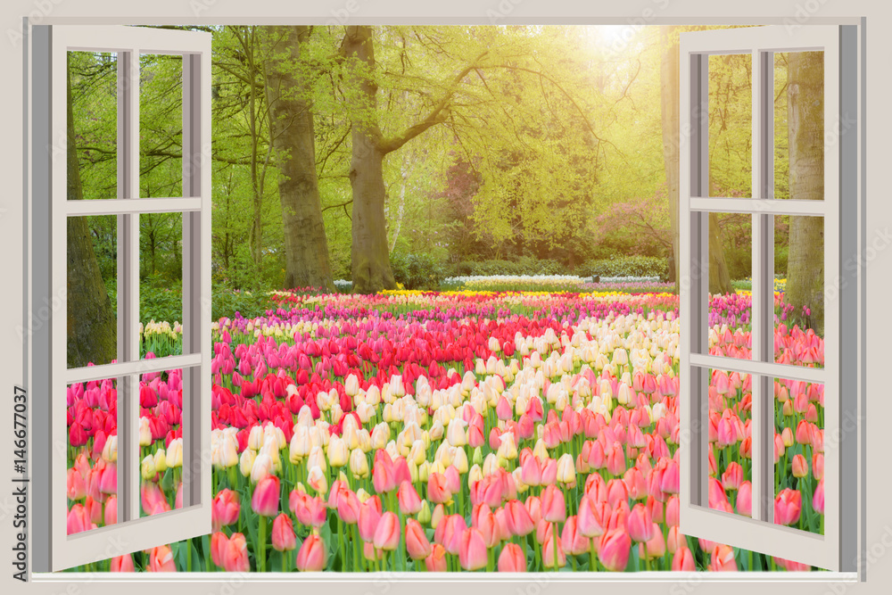 Window with beautiful spring tulips flowers garden in Netherlands.
