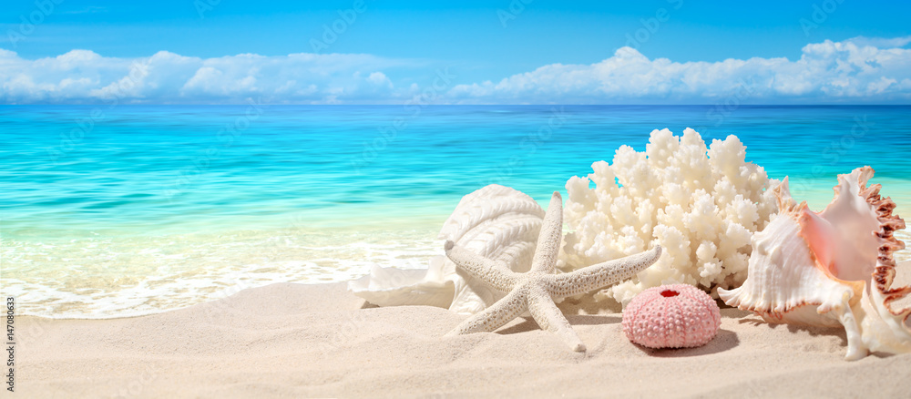 Seashells on sand beach