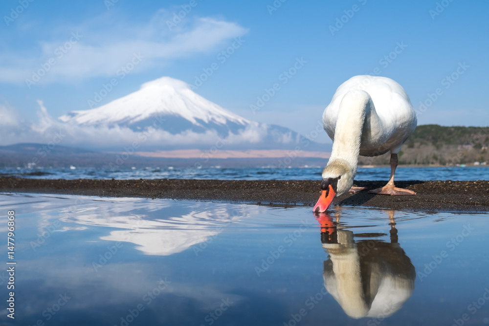 富士山和白天鹅倒影饮用水的山中湖美景