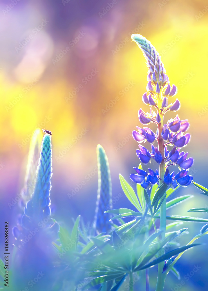 Beautiful lupine flower on a golden background morning sunrise macro. Colorful bright artistic image