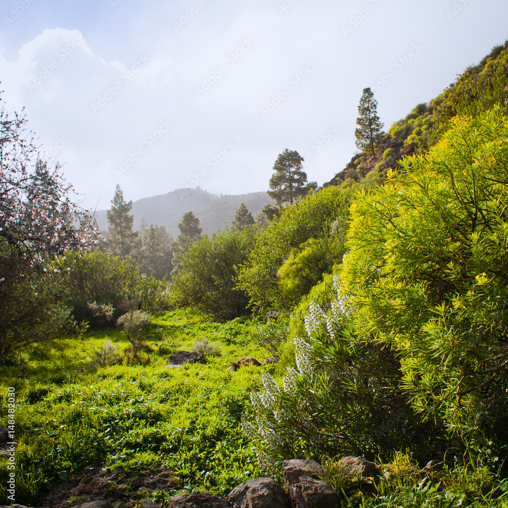 Beautiful Spring in Gran Canaria Mountains -  Tejeda